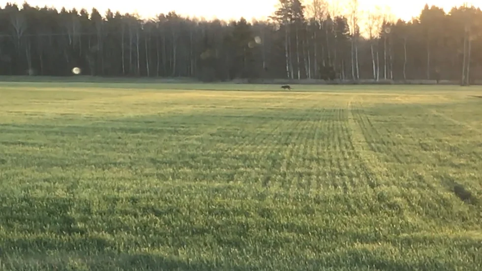Maud Larsson såg en varg på vägen till jobbet.