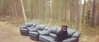 Hunden Sune Mangs hittade soffa i skogen