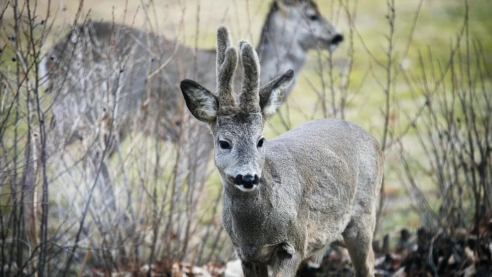 Rådjuren orsakar stora betesskador hos en skogsägare på mellersta Gotland.