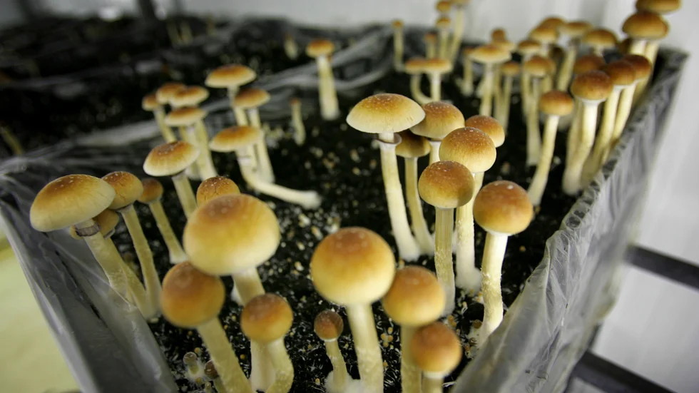 Odling av så kallad magic mushroom i Nederländerna. Svamp av detta slag klassas som narkotika.