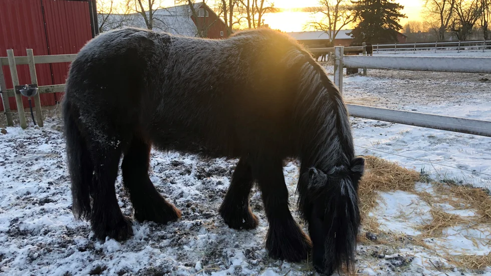 Maggan, 13 år, är pricksäker när det gäller att hitta tryffel som gömmer sig i marken.