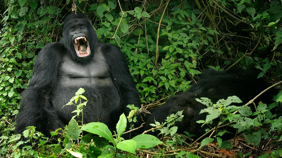 Bergsgorilla i Virungabergen, som ej attackerats av tjuvjägare. Arkivbild.