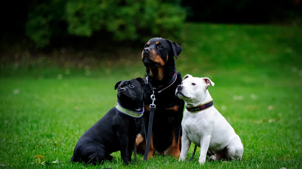 En hundägare undrar hur ett planerat promenadstråk kan bli billigare att anlägga än en hundrastgård.
