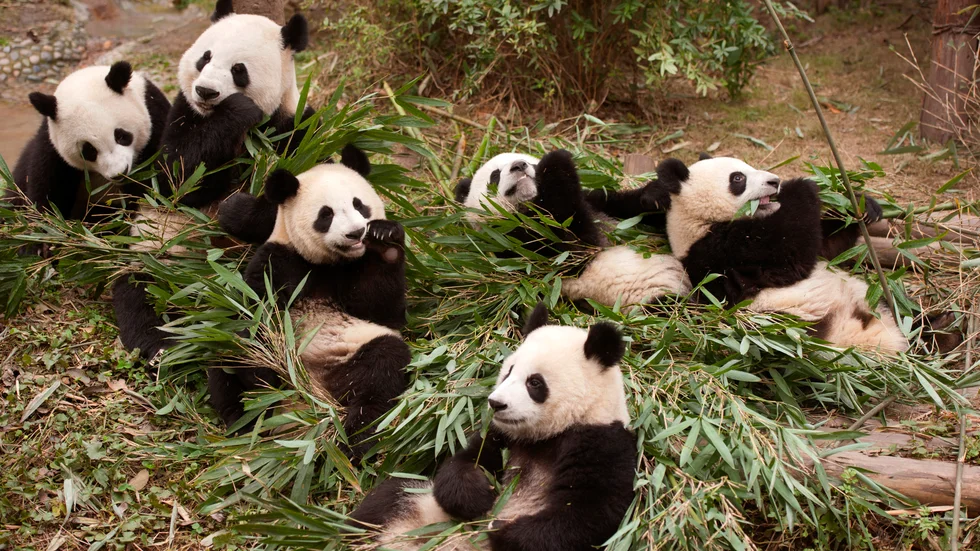 Pandor har inget med pandemi att göra, men de kommer också från Kina.