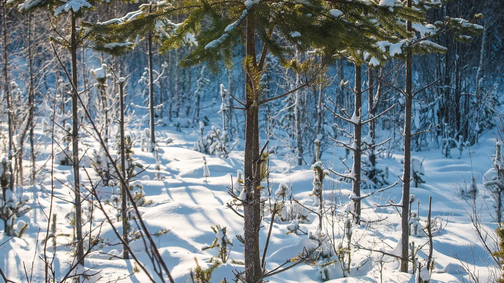 Betesskador är ett stort problem för skogen i Norrbotten. (Arkivbild)
