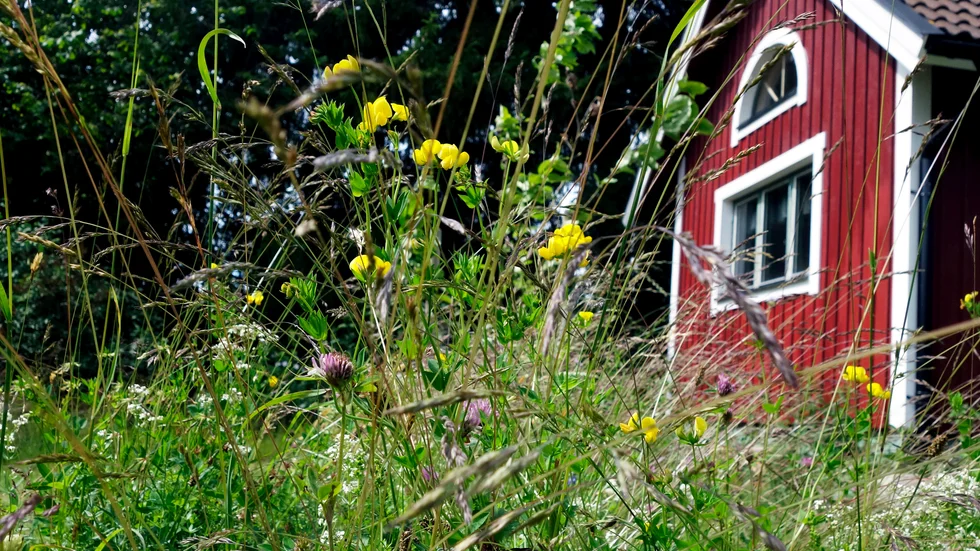Röda stugor och naturupplevelser kan vara ett minne blott om den planerade vindkraftsutbyggnaden blir verklighet, menar skribenten som befarar att det paradis hon och hennes familj valt att bosätta sig i ska försvinna. Stugan på bilden är inte skribentens hus.