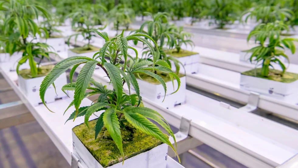 Bilden är från en dansk anläggning som odlar medicinsk cannabis. Den man som nu fällts hade en mycket liten hemmaodling.
