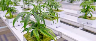 Man fälls för narkotikabrott – odlade cannabis hemma