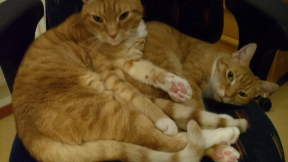Morris och Moje gör karantänlivet lätt för matte Laila Martin.