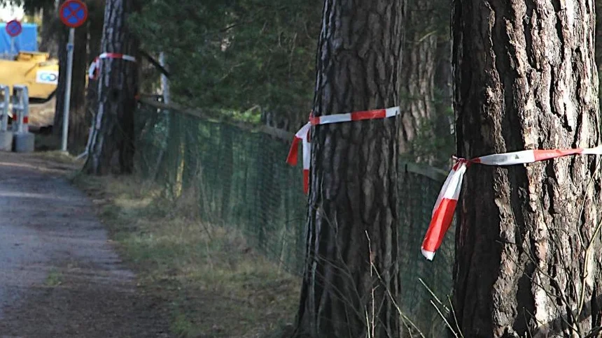 Kommunen ansökte om tillåtelse att få fälla tre tallar i Varamon, men väntade inte på att beslutet skulle börja gälla. 