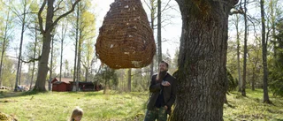 Superstora talgbollen lockar fåglar – och konstsugna