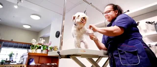 Hundlyx på Broddways bland Baxers kristallkronor