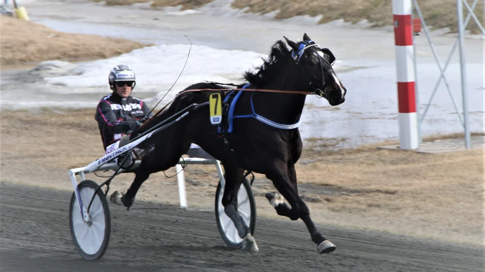 Yankee Blue jagar femte raka segern i V64-3 på Bodentravet.