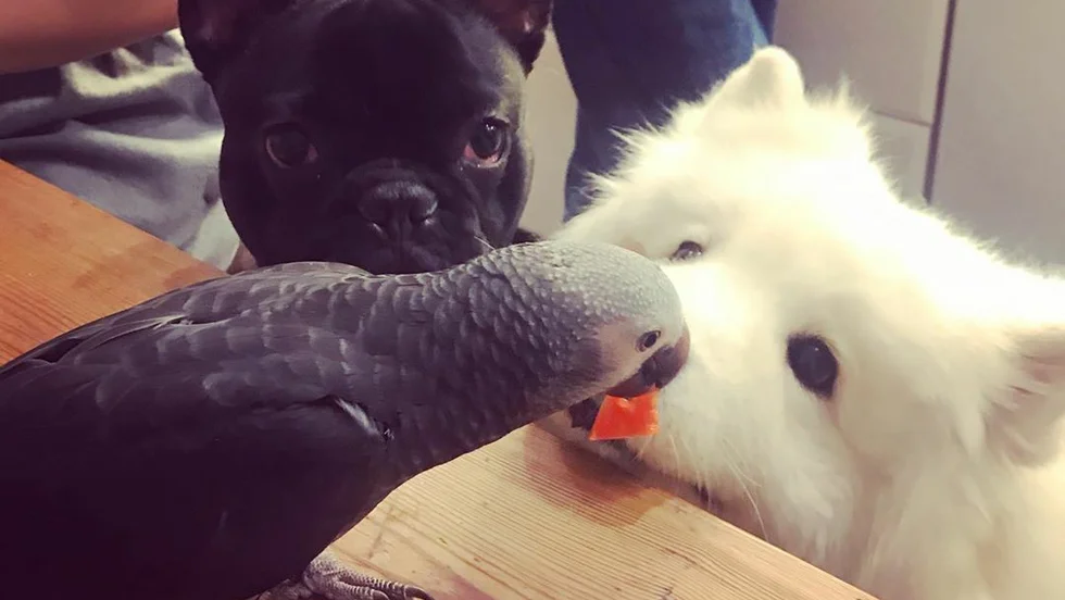 Karlsson, Maja och Timon håller ihop.