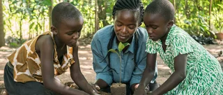 Pappersprospekt blir träd i Afrika