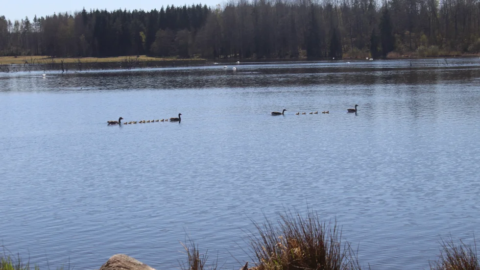 Stölden skedde vid sjön Ärlången i Horn.  