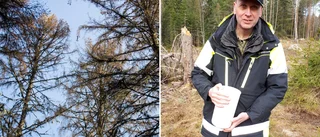 Tredjedel av länets skog kan angripas av fruktad insekt