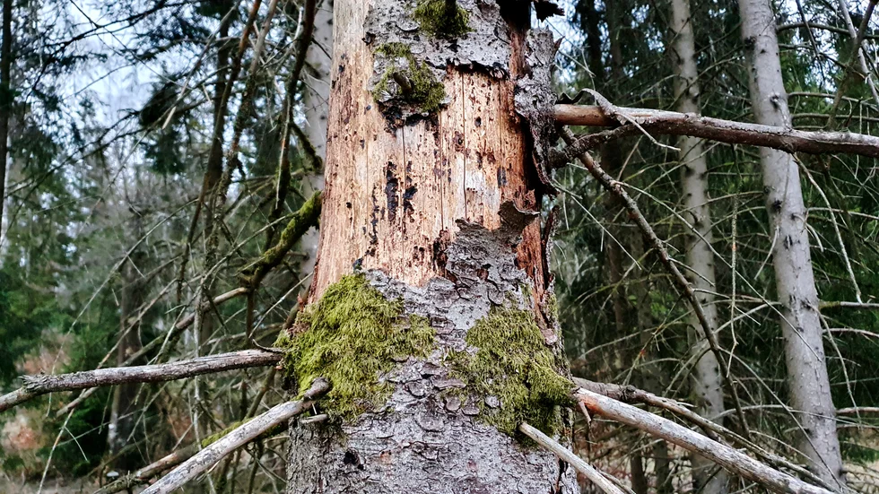 Granbarkborren orsakar stora angrepp på skogen. Men skribenten menar att svenskt skogsbruk ger goda förutsättningar för skadedjuret att trivas.