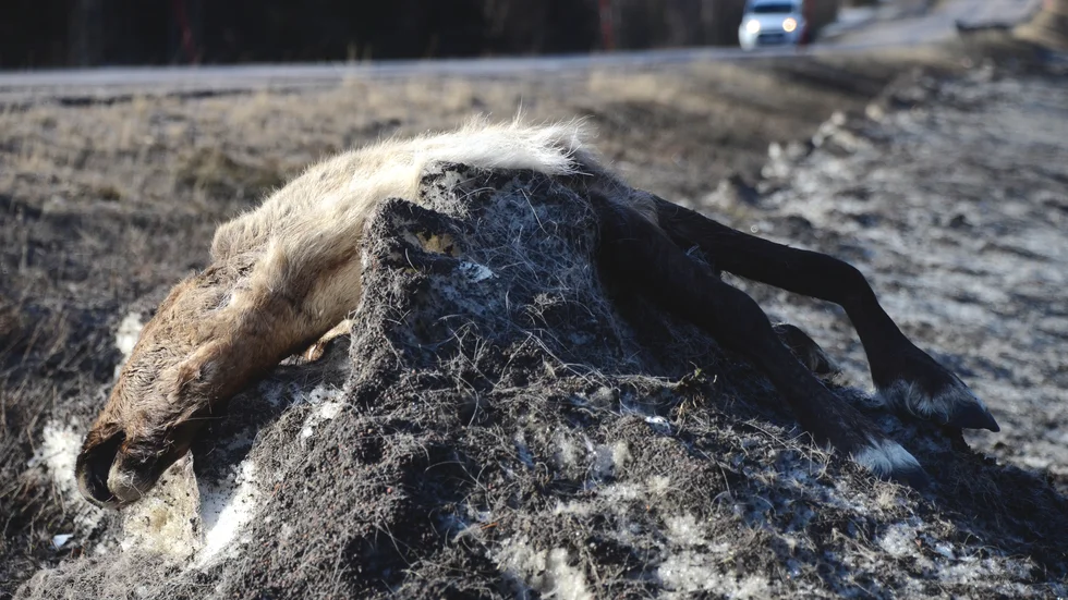 De trafikdödade renarna ligger på djurhållarens ansvar att ta bort från dikeskanterna. 