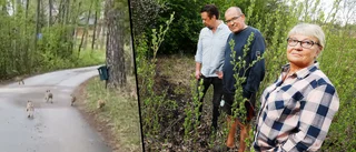 Vildsvinsinvasion oroar Mälbybor – se filmen på kultingarna