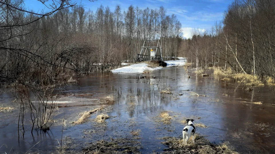 Det väntas höga flöden på vissa håll i Norrbottens inland. Snösmältningen har tagit fart när värmen kom och SMHI uppgraderar nu till en klass 2-varning.