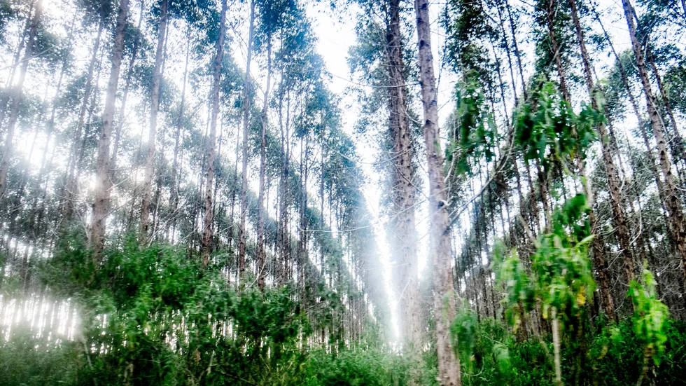 Eucalyptusodling i Brasilien. Arkivbild.