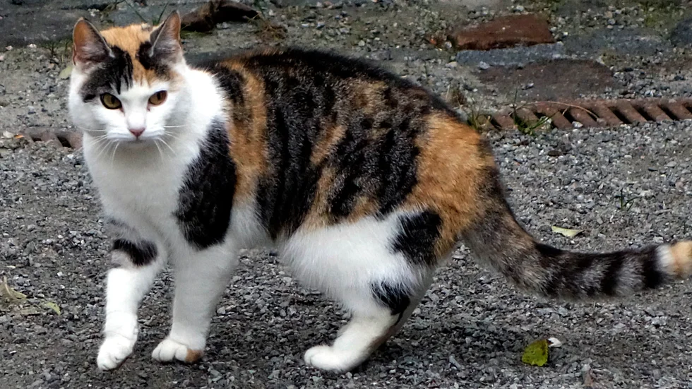 Snälla kattägare, ta ert ansvar och håll katten inne eller kopplad under åtminstone två månader på våren. Skriver insändarskribenten.