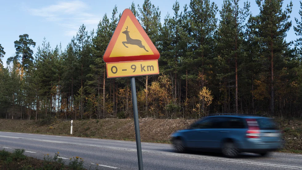 Nu är det högsäsong för vilt på vägarna, varnar SOS International. Arkivbild.