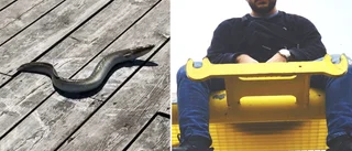 Han fick ål i Ekoln på sitt första fiskeförsök