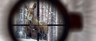 Nya siffror: Så mycket har älgstammen i Norrbotten rasat • Var tredje älg borta – redan innan jaktsäsongen