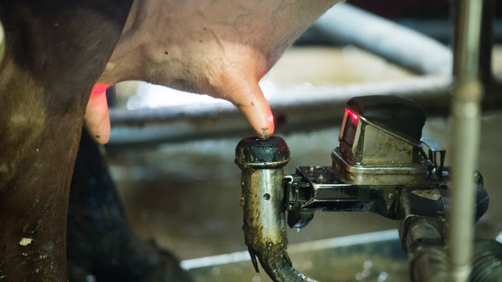 I Västerbotten har mjölkavkastningen ökat med 431 kilo jämfört med 2018 och landar på 10 663 kilo mjölk.