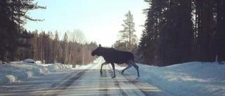 Skogsbolag avstår skyddsavskjutning av älg