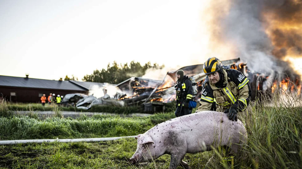 Nästan alla grisar i stallbyggnaden gick förlorade i samband med branden.