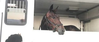 Lexington Tooma gör comeback
