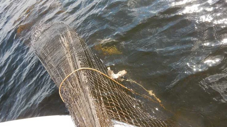 Ryssjor eller andra fiskeredskap som innehåller död och ruttnande fisk tas alltid upp för att förstöras av länsstyrelsen.