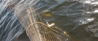 Fiskevakter har beslagtagit 900 meter olagliga nät