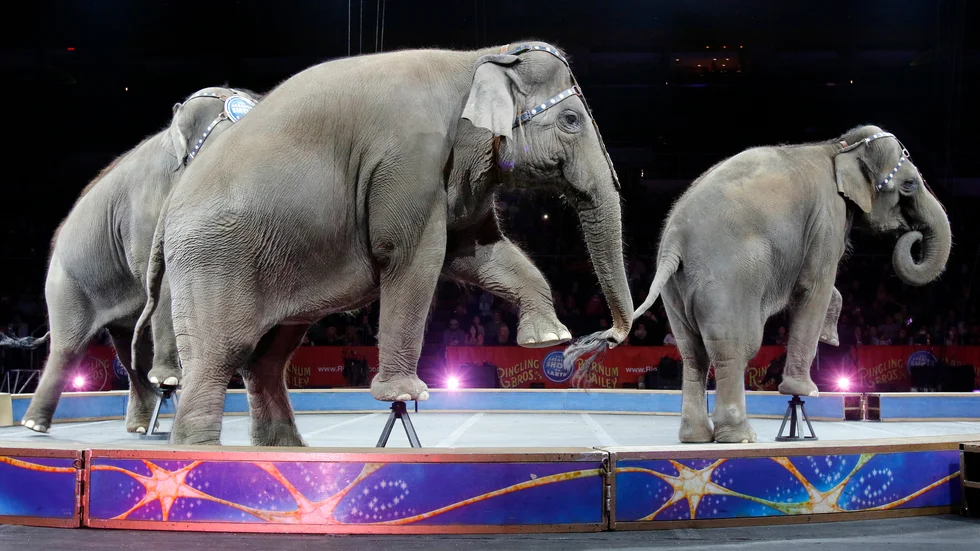 Elefanter på Ringling Bros and Barnum&Bailys cirkus i maj 2016. Sista föreställningen innan de, precis som sina danska kollegor, fick gå i pension. Arkivbild.