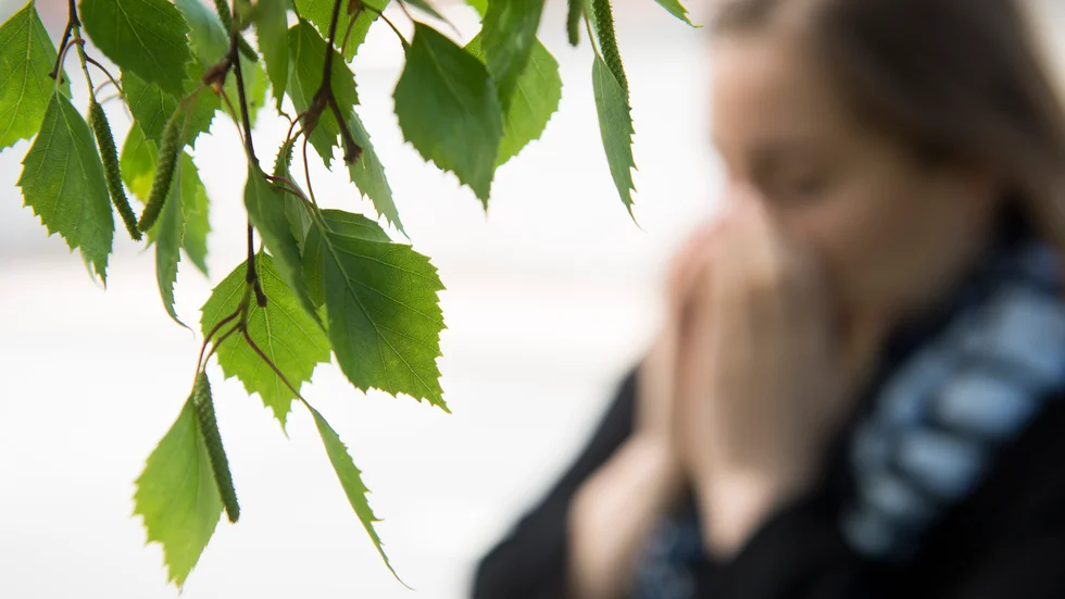 En nysning nära en björk – pollenallergi eller coronavirus? Arkivbild.