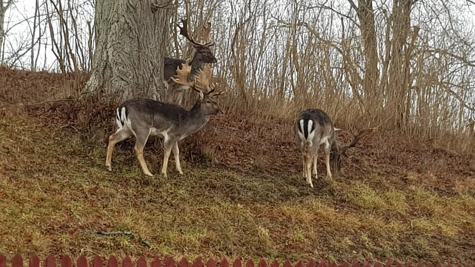 I Åtvidaberg och Grebo lever dovhjortarna inne i tätorterna. De syns ofta i flockar på gator, grönområden, kyrkogårdarna och i villaträgårdar. Nu får kommunen rätt att bedriva skyddsjakt utanför ordinarie jaktsäsong. Beslutet gäller 20 handjur och 20 kalvar.