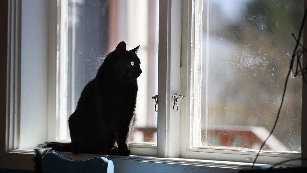 Akila väntar fortfarande på sitt "föreviga-hem" och kan göra det i trygg förvissning att Finntorps katthem är öppet så länge som det går.