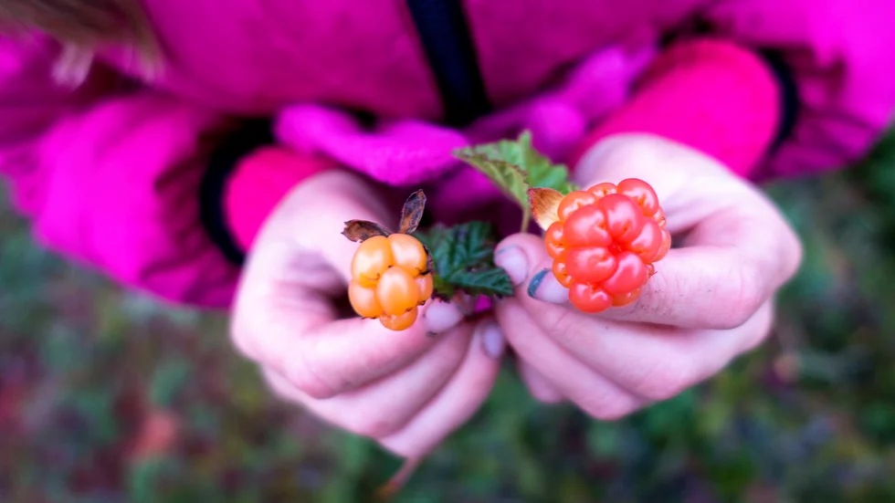 Bärplockning - en berikande naturupplevelse i coronafri miljö med känslan av att på egen hand ha producerat ett äkta livsmedel, skriver Hans Luthman.