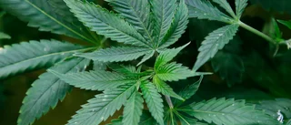 Hittade cannabisplanta vid villaområde i Västervik