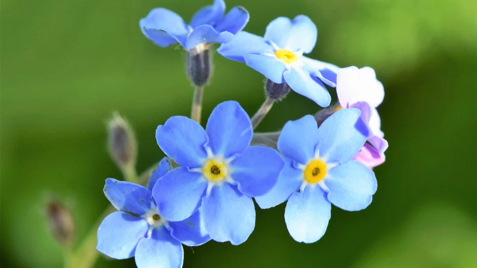 Förgätmigej, en vacker liten blomma.