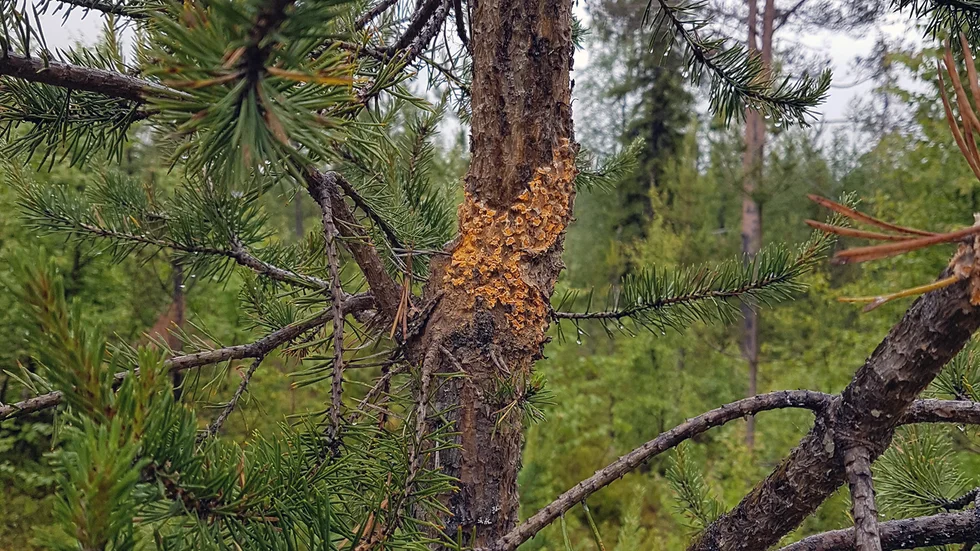 Törskatesvamp på tall. Arkivbild.