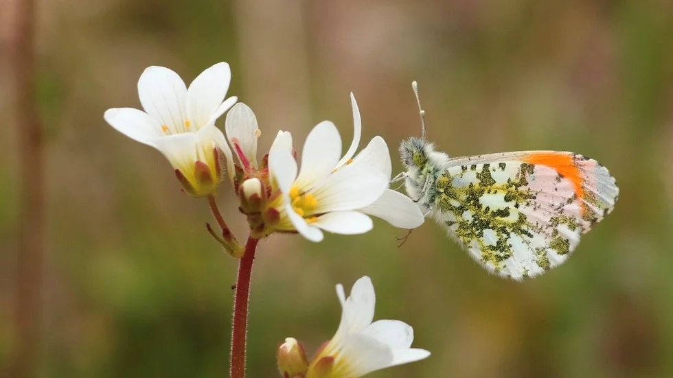 Vårblommor och fjärilar hör ihop.