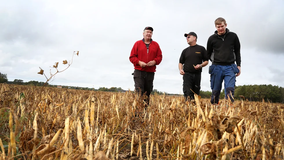 Gotländska bruna och vita bönor är hett eftertraktade på Öland, allt som Gotlandsbönor AB tar fram finns avsättning för. Roger Jakobsson, Kent Andersson och Roy Jakobsson inspekterar ett moget fält i Fardhem.