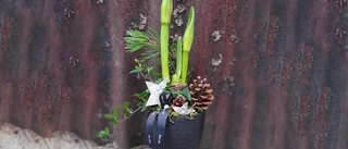 Amaryllis arrangemang med kruka