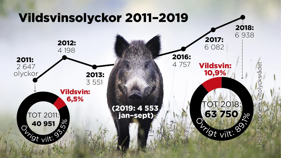 Naturvårdsverket vill inte att människor ska mata vildsvin. 
