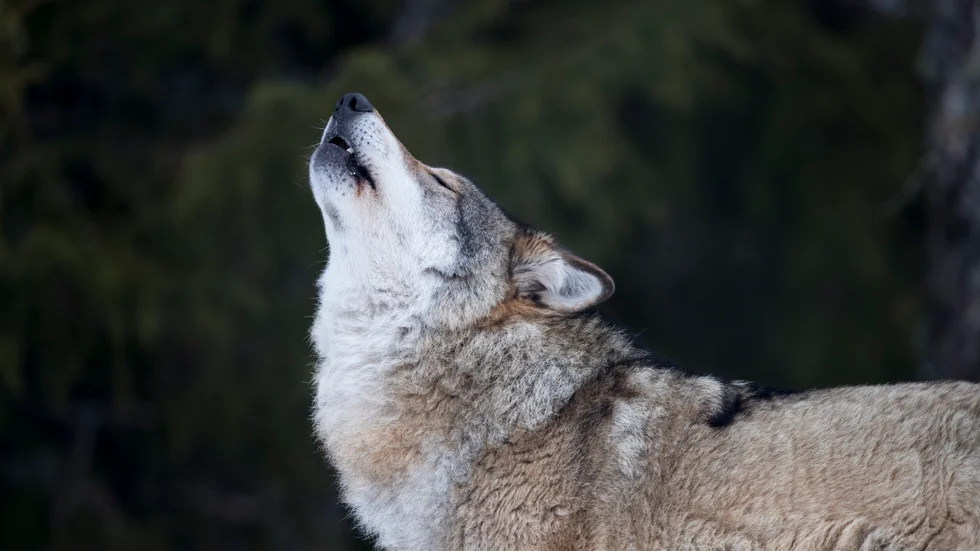 Den framtida jakten på varg behöver bättre harmoniseras med de människor och lokala näringar som påverkas av vargen, skriver John Widegren.