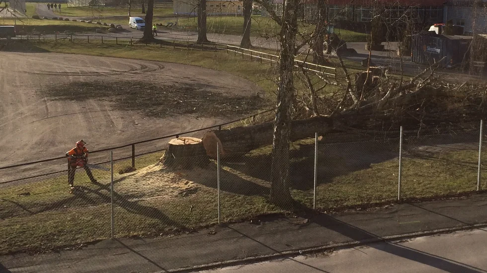 Stora träd vid fotbollsplanen på Bökensved sågas ner.